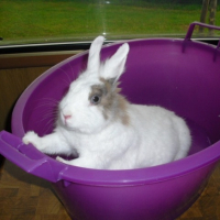 Photo #241159 de Nougat