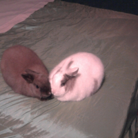 Photo #241160 de Nougat