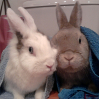 Photo #241161 de Nougat