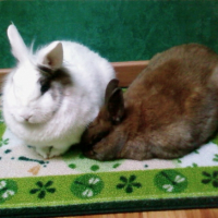 Photo #241162 de Nougat