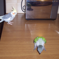 Photo #241198 de Pistache
