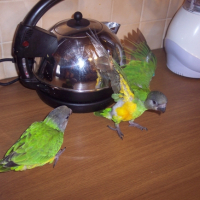 Photo #241199 de Pistache