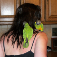 Photo #241200 de Pistache