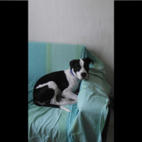 Photo #241254 de Safira