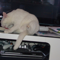 Photo #241266 de Paillette