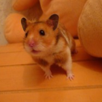 freddy