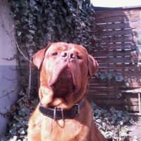 Photo #241281 de Alfi