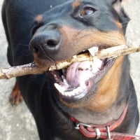 Photo #241327 de Elsy