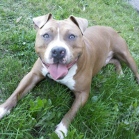 Photo #241338 de Elboy