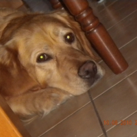 Photo #241341 de Zephyr