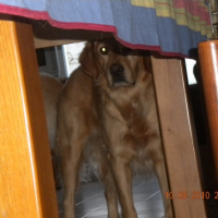 Photo #241342 de Zephyr
