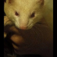 Photo #241400 de Mylki