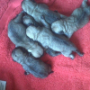 Voici mes bébés