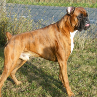 Photo #241533 de Chéops