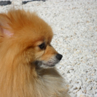 Photo #241539 de Aramis