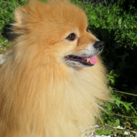 Photo #241540 de Aramis