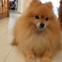 Photo #241542 de Aramis