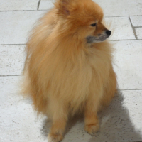 Photo #241545 de Aramis