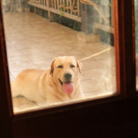 Photo #241550 de Hector