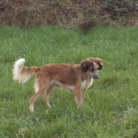 Photo #241567 de Chipie