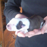 Photo #241601 de Les bébés de chipie et furax
