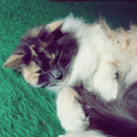 Photo #241657 de Pastel