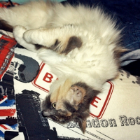 Photo #241658 de Pastel