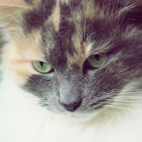 Photo #241659 de Pastel
