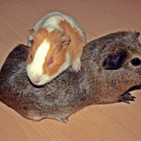 Photo #241664 de Tic tac