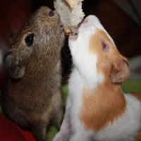 Photo #241665 de Tic tac
