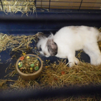 Photo #241689 de Lynet
