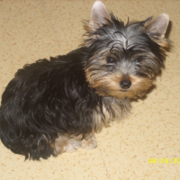 Photo #241796 de Dipsy