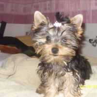 Photo #241797 de Dipsy