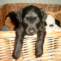 Photo #241931 de Rox