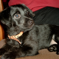 Photo #241935 de Rox