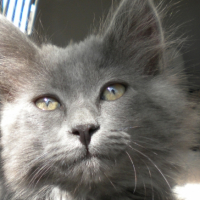 Photo #241940 de Maya