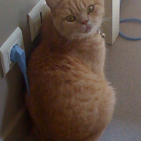 Photo #241955 de Cheshire
