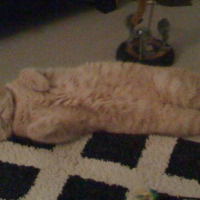 Photo #241957 de Cheshire