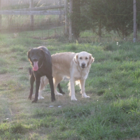 Bianca et moi c'est pour la vie....bientôt des chiots!!!