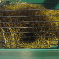 Photo #242019 de Pepsy