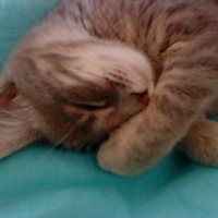 Photo #242045 de Pimousse