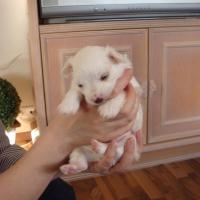 Photo #242067 de Zapy