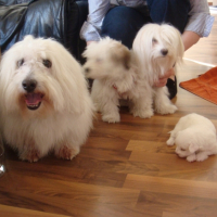 Photo #242068 de Zapy