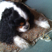 Photo #242085 de Lord
