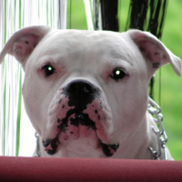 Photo #242087 de Vorace