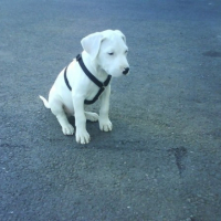Photo #242208 de Denzo