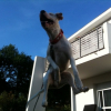 un chien volant