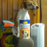 Photo #242240 de Droopy