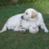 droopy