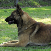Photo #242281 de Drak